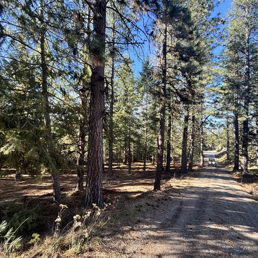 After: the same stand opened to healthy, fire-resilient spacing