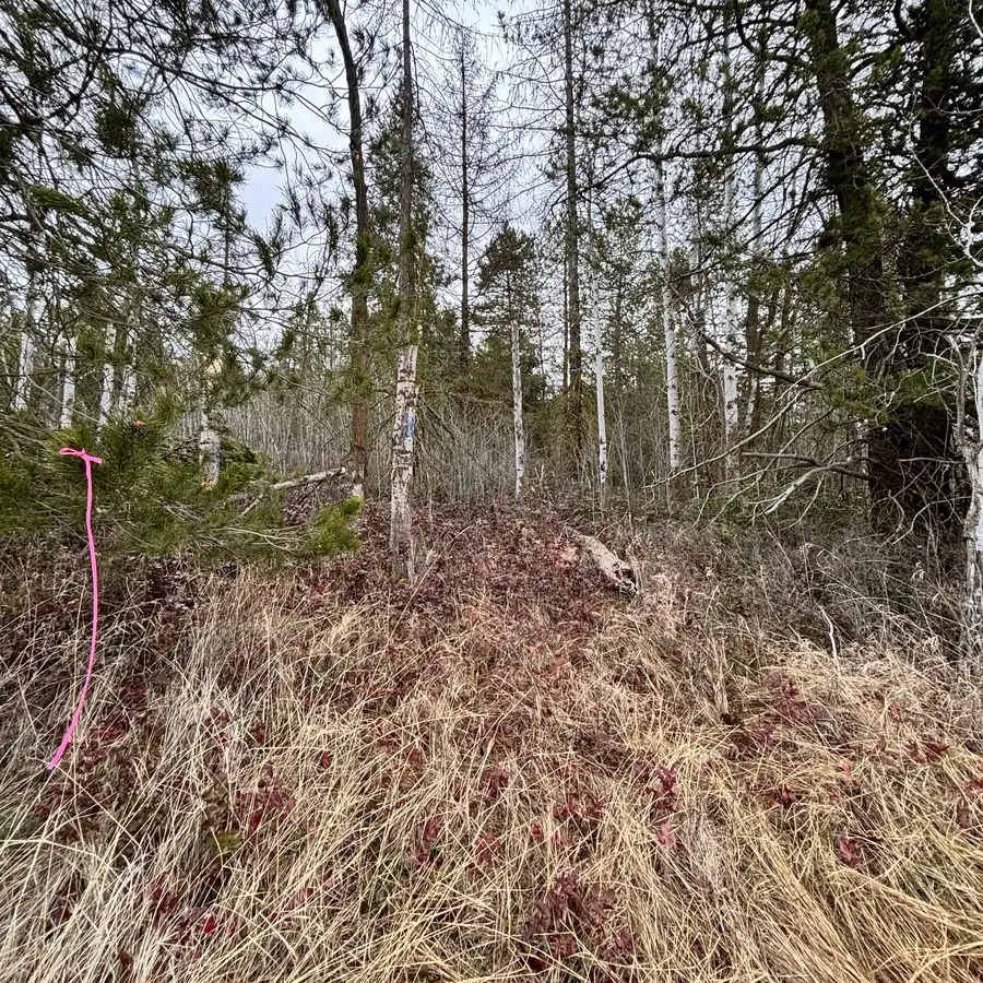 Before: dense dry brush and grass choking the understory
